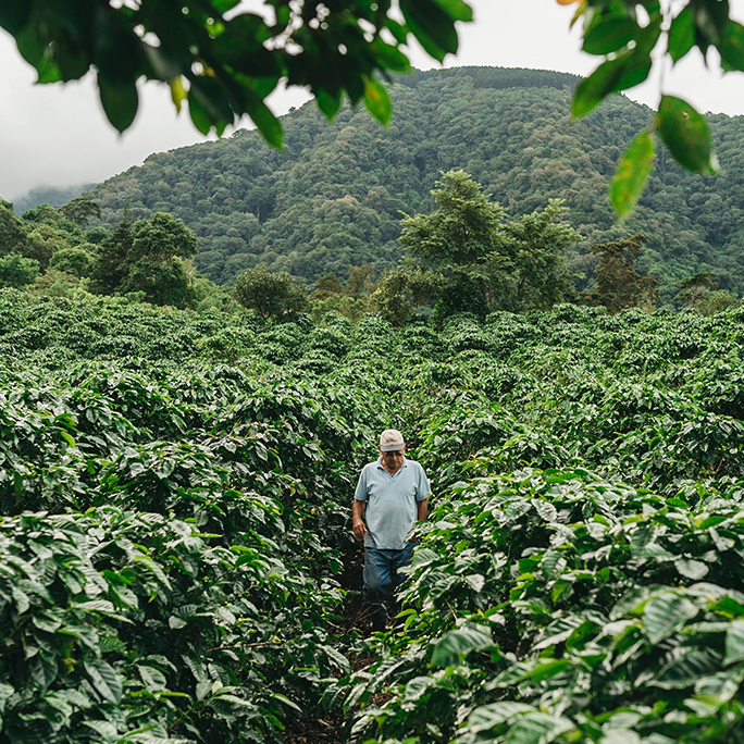 Café Britt coffee plantations in Costa Rica